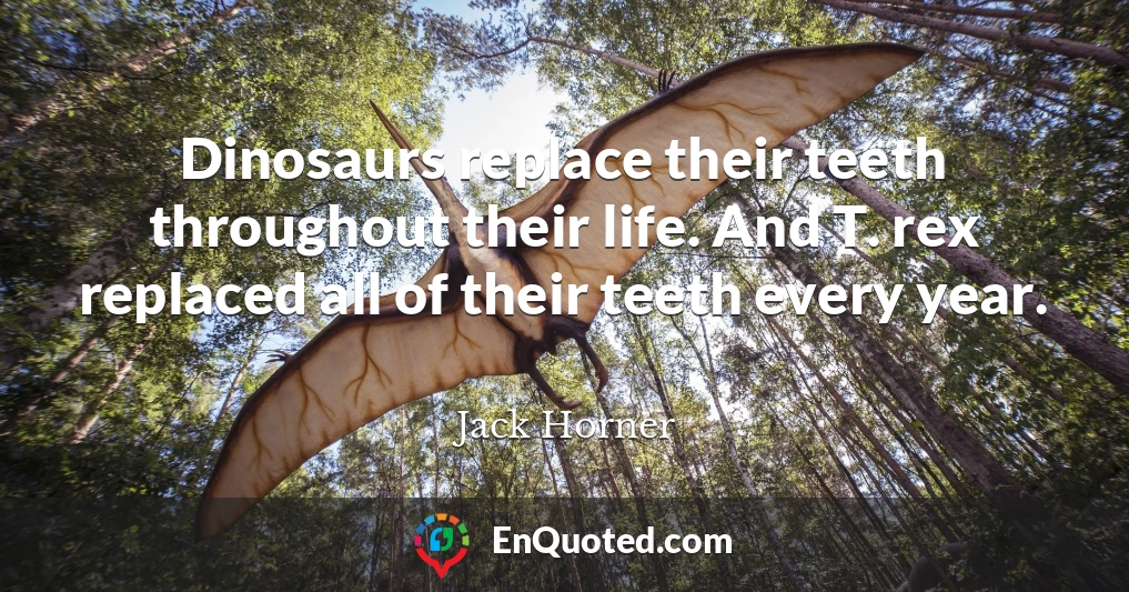 Dinosaurs replace their teeth throughout their life. And T. rex replaced all of their teeth every year.