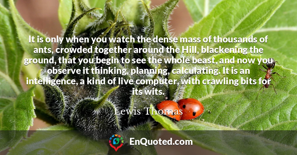 It is only when you watch the dense mass of thousands of ants, crowded together around the Hill, blackening the ground, that you begin to see the whole beast, and now you observe it thinking, planning, calculating. It is an intelligence, a kind of live computer, with crawling bits for its wits.