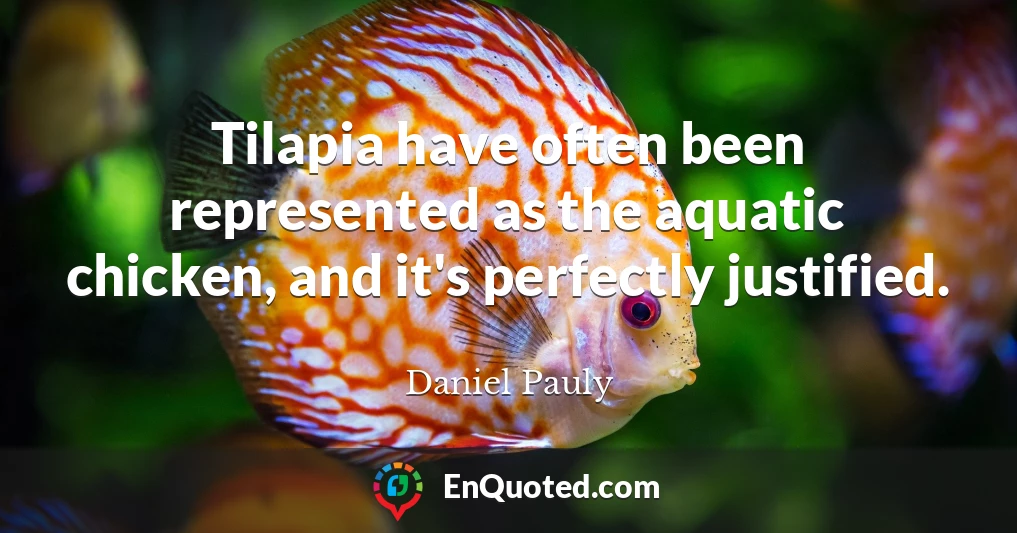 Tilapia have often been represented as the aquatic chicken, and it's perfectly justified.