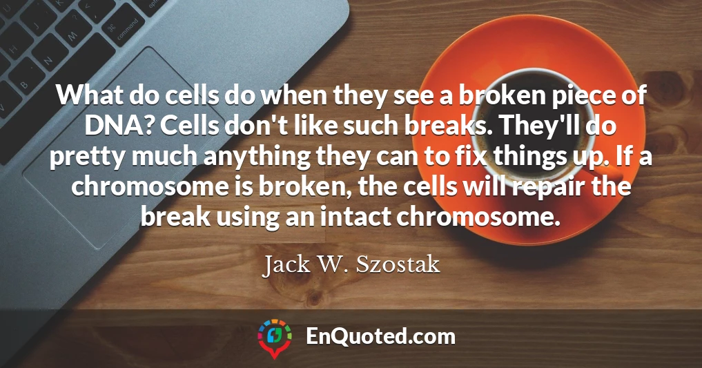 What do cells do when they see a broken piece of DNA? Cells don't like such breaks. They'll do pretty much anything they can to fix things up. If a chromosome is broken, the cells will repair the break using an intact chromosome.