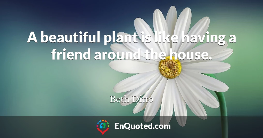 A beautiful plant is like having a friend around the house.