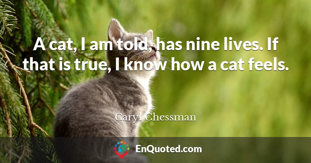 A cat, I am told, has nine lives. If that is true, I know how a cat feels.