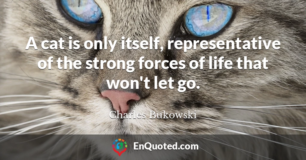 A cat is only itself, representative of the strong forces of life that won't let go.
