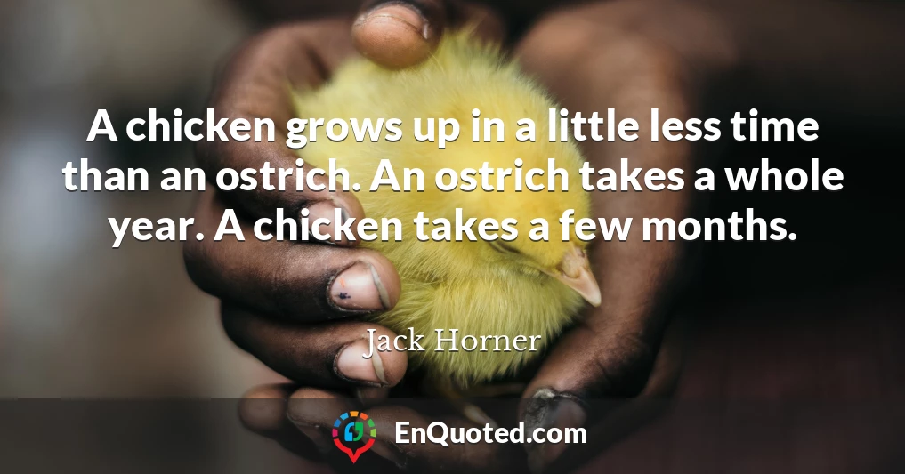 A chicken grows up in a little less time than an ostrich. An ostrich takes a whole year. A chicken takes a few months.