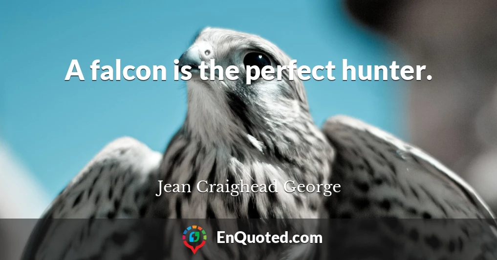 A falcon is the perfect hunter.