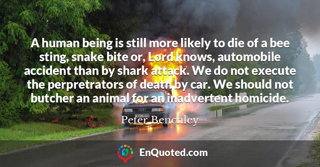 A human being is still more likely to die of a bee sting, snake bite or, Lord knows, automobile accident than by shark attack. We do not execute the perpretrators of death by car. We should not butcher an animal for an inadvertent homicide.