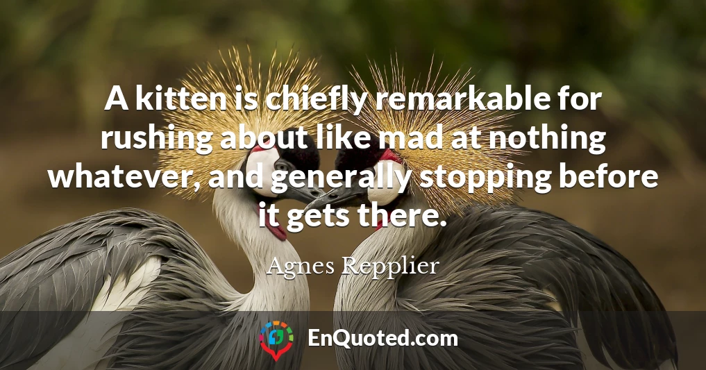 A kitten is chiefly remarkable for rushing about like mad at nothing whatever, and generally stopping before it gets there.