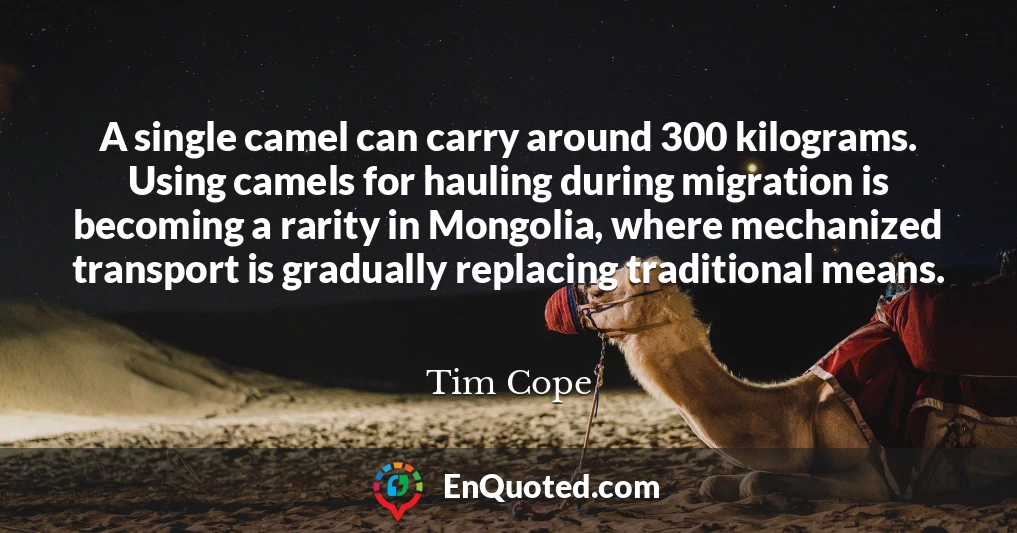 A single camel can carry around 300 kilograms. Using camels for hauling during migration is becoming a rarity in Mongolia, where mechanized transport is gradually replacing traditional means.