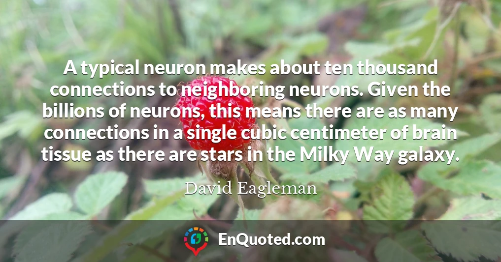 A typical neuron makes about ten thousand connections to neighboring neurons. Given the billions of neurons, this means there are as many connections in a single cubic centimeter of brain tissue as there are stars in the Milky Way galaxy.