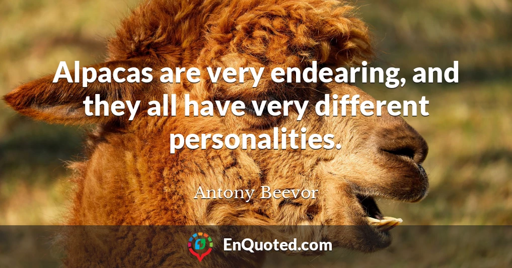 Alpacas are very endearing, and they all have very different personalities.