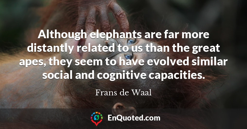 Although elephants are far more distantly related to us than the great apes, they seem to have evolved similar social and cognitive capacities.