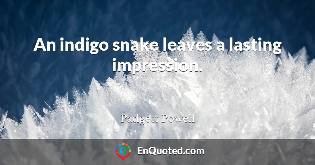 An indigo snake leaves a lasting impression.
