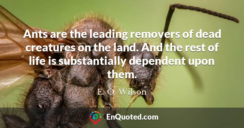 Ants are the leading removers of dead creatures on the land. And the rest of life is substantially dependent upon them.
