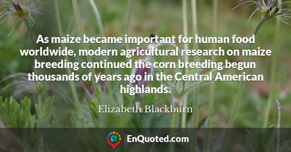 As maize became important for human food worldwide, modern agricultural research on maize breeding continued the corn breeding begun thousands of years ago in the Central American highlands.