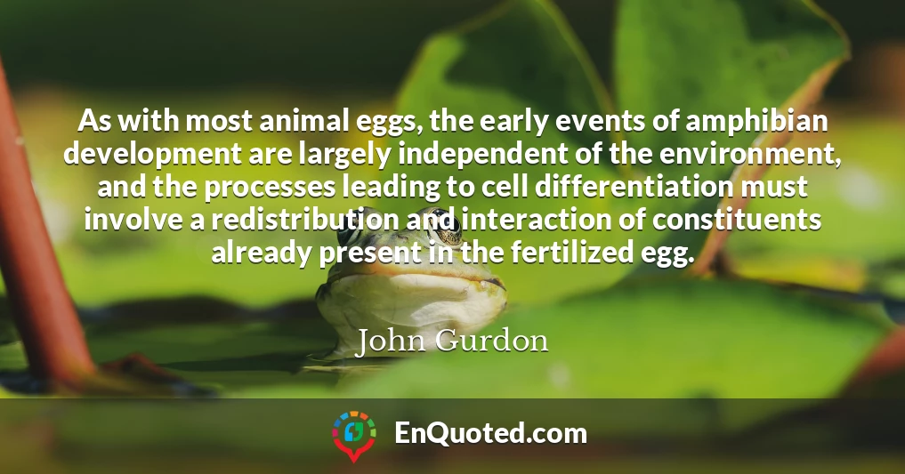 As with most animal eggs, the early events of amphibian development are largely independent of the environment, and the processes leading to cell differentiation must involve a redistribution and interaction of constituents already present in the fertilized egg.