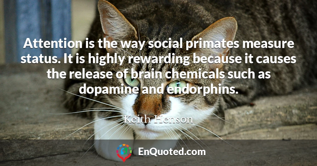 Attention is the way social primates measure status. It is highly rewarding because it causes the release of brain chemicals such as dopamine and endorphins.