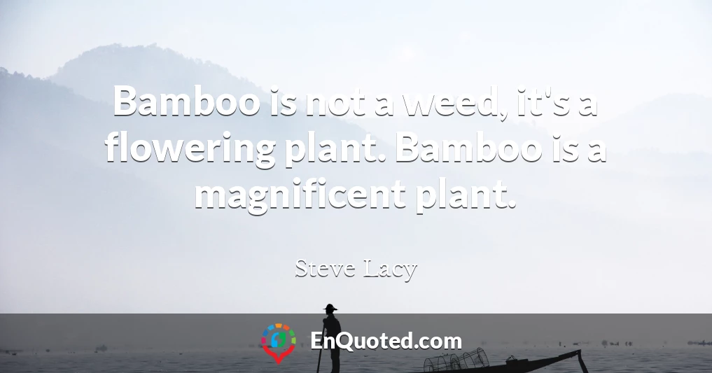 Bamboo is not a weed, it's a flowering plant. Bamboo is a magnificent plant.