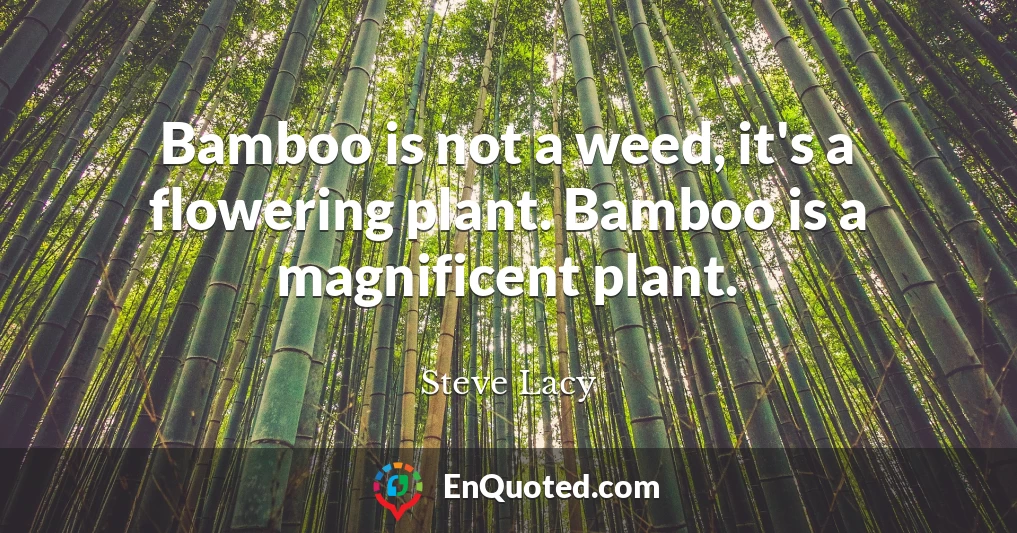 Bamboo is not a weed, it's a flowering plant. Bamboo is a magnificent plant.