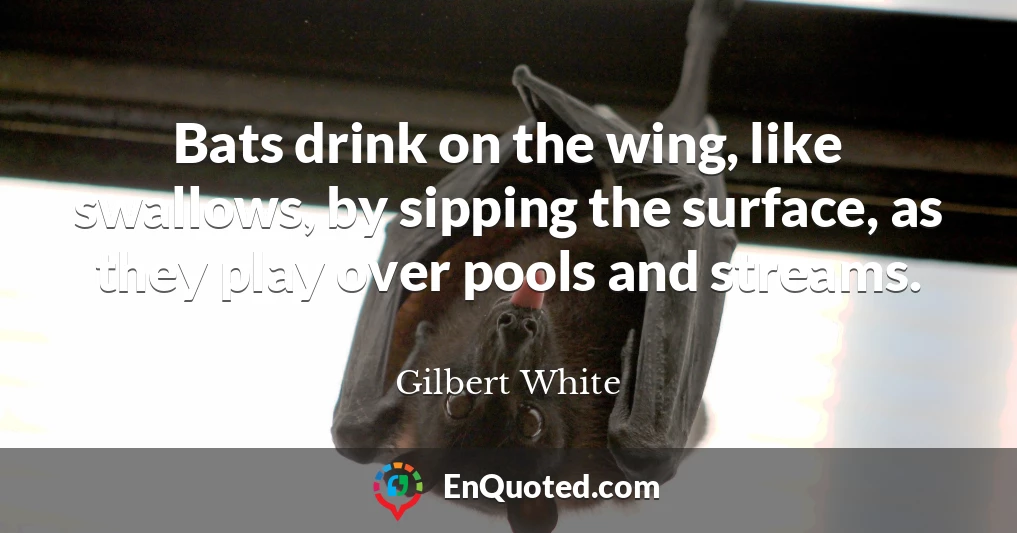 Bats drink on the wing, like swallows, by sipping the surface, as they play over pools and streams.