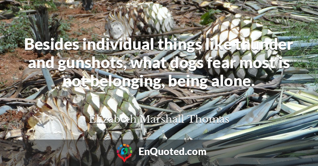 Besides individual things like thunder and gunshots, what dogs fear most is not belonging, being alone.