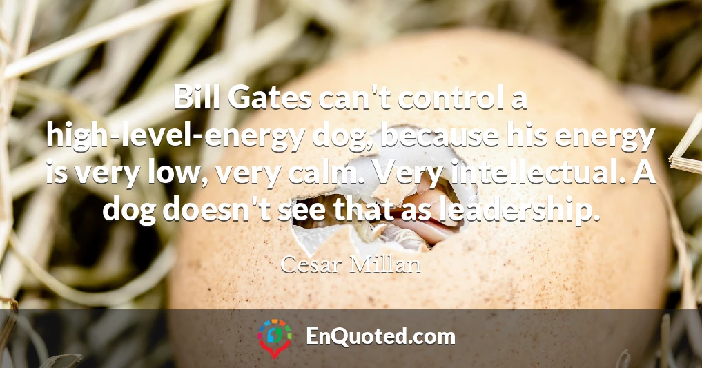 Bill Gates can't control a high-level-energy dog, because his energy is very low, very calm. Very intellectual. A dog doesn't see that as leadership.