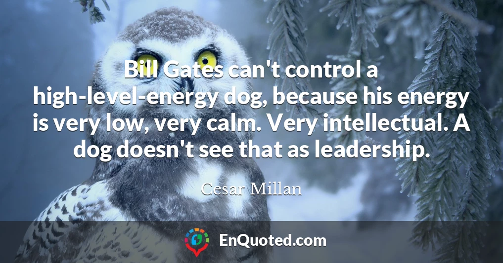 Bill Gates can't control a high-level-energy dog, because his energy is very low, very calm. Very intellectual. A dog doesn't see that as leadership.