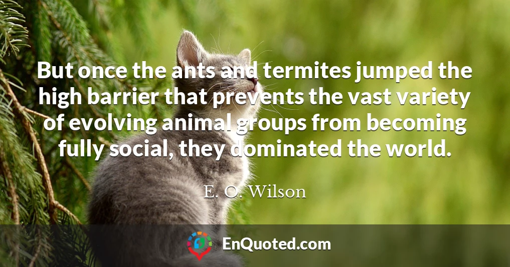 But once the ants and termites jumped the high barrier that prevents the vast variety of evolving animal groups from becoming fully social, they dominated the world.