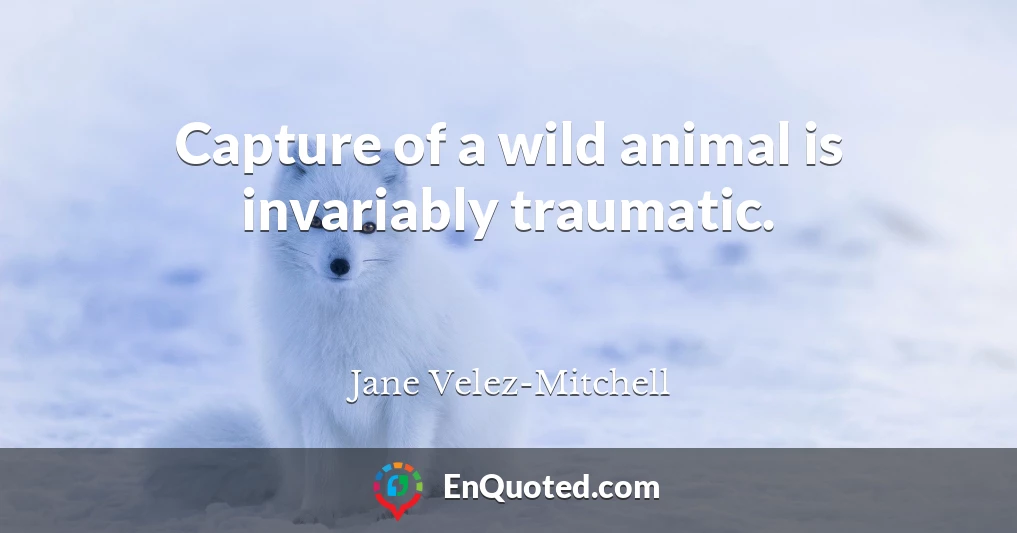 Capture of a wild animal is invariably traumatic.