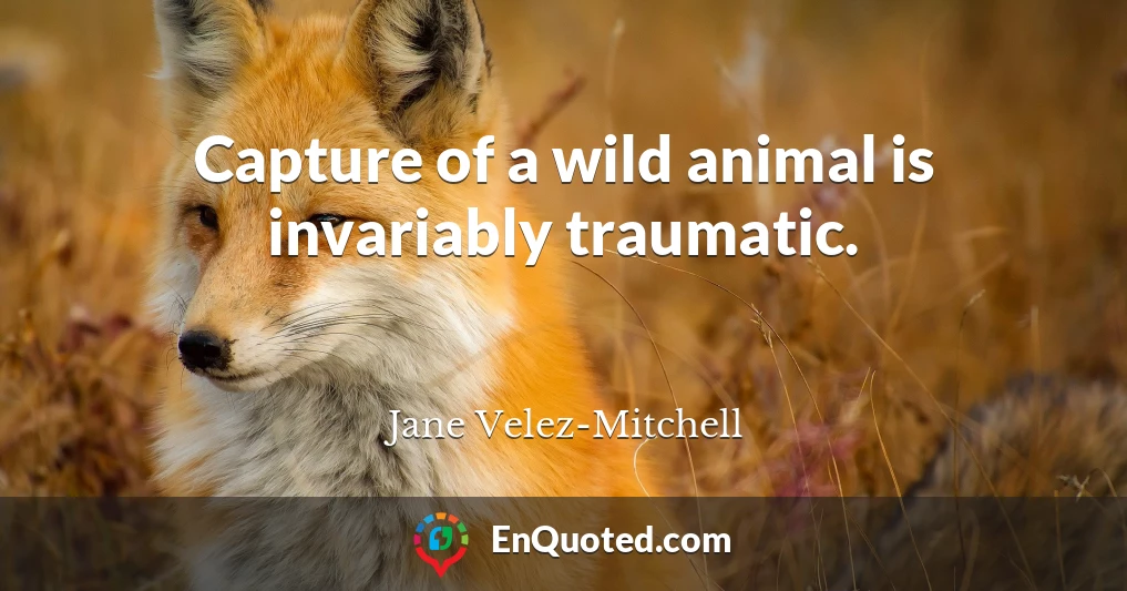 Capture of a wild animal is invariably traumatic.