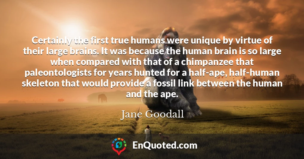 Certainly the first true humans were unique by virtue of their large brains. It was because the human brain is so large when compared with that of a chimpanzee that paleontologists for years hunted for a half-ape, half-human skeleton that would provide a fossil link between the human and the ape.