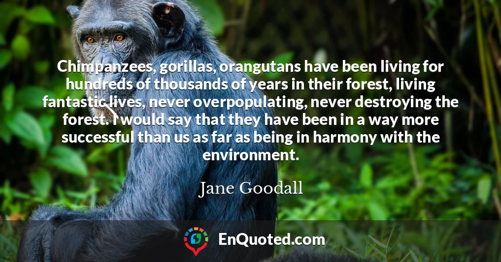 Chimpanzees, gorillas, orangutans have been living for hundreds of thousands of years in their forest, living fantastic lives, never overpopulating, never destroying the forest. I would say that they have been in a way more successful than us as far as being in harmony with the environment.