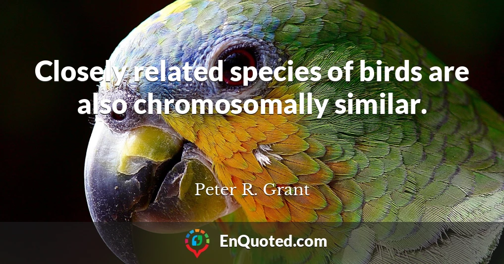 Closely related species of birds are also chromosomally similar.