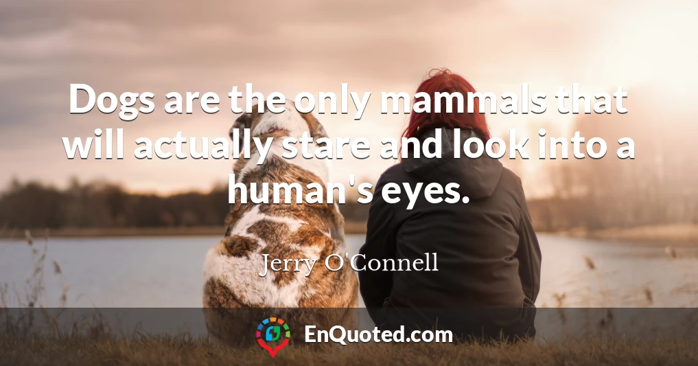 Dogs are the only mammals that will actually stare and look into a human's eyes.