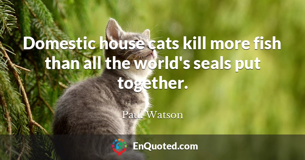 Domestic house cats kill more fish than all the world's seals put together.