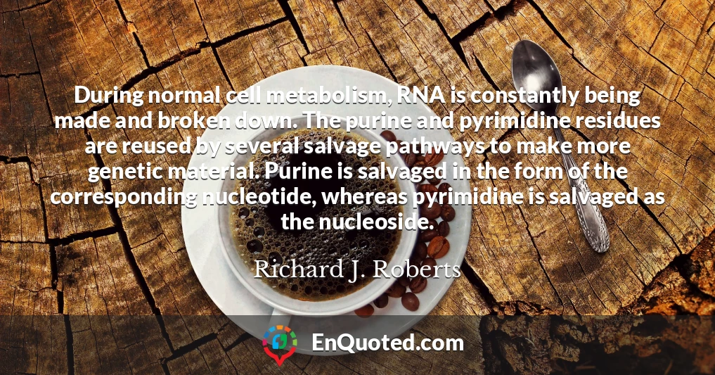 During normal cell metabolism, RNA is constantly being made and broken down. The purine and pyrimidine residues are reused by several salvage pathways to make more genetic material. Purine is salvaged in the form of the corresponding nucleotide, whereas pyrimidine is salvaged as the nucleoside.