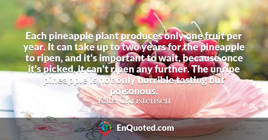 Each pineapple plant produces only one fruit per year. It can take up to two years for the pineapple to ripen, and it's important to wait, because once it's picked, it can't ripen any further. The unripe pineapple is not only horrible tasting but poisonous.