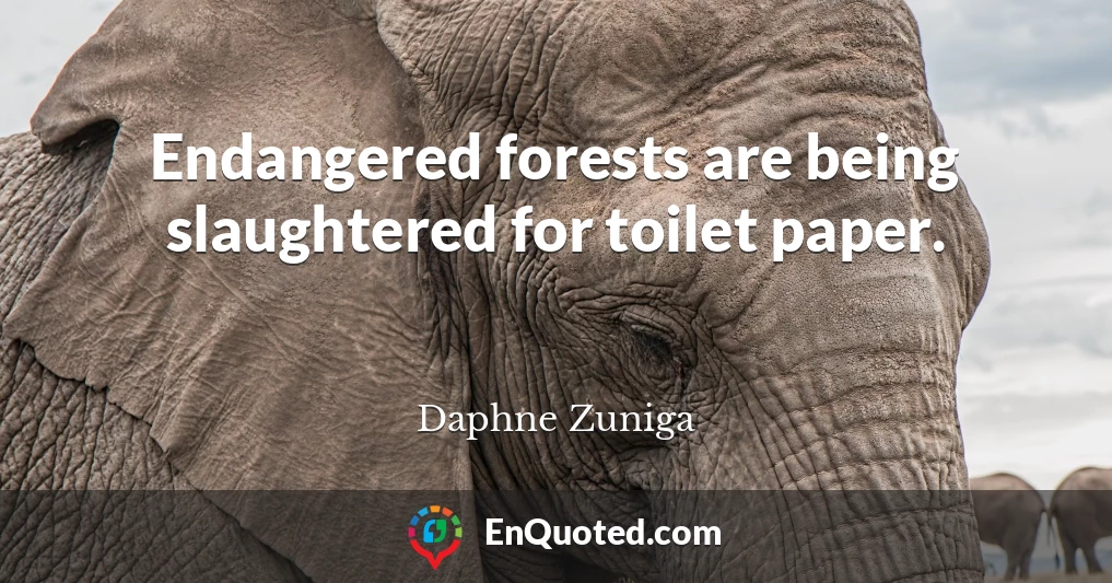 Endangered forests are being slaughtered for toilet paper.