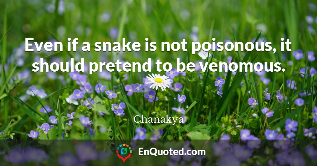 Even if a snake is not poisonous, it should pretend to be venomous.