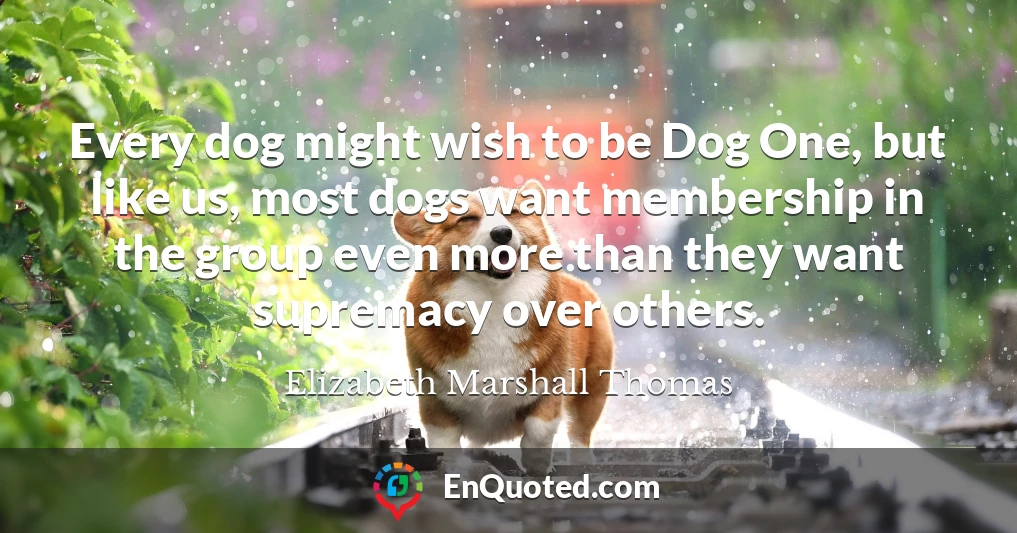 Every dog might wish to be Dog One, but like us, most dogs want membership in the group even more than they want supremacy over others.