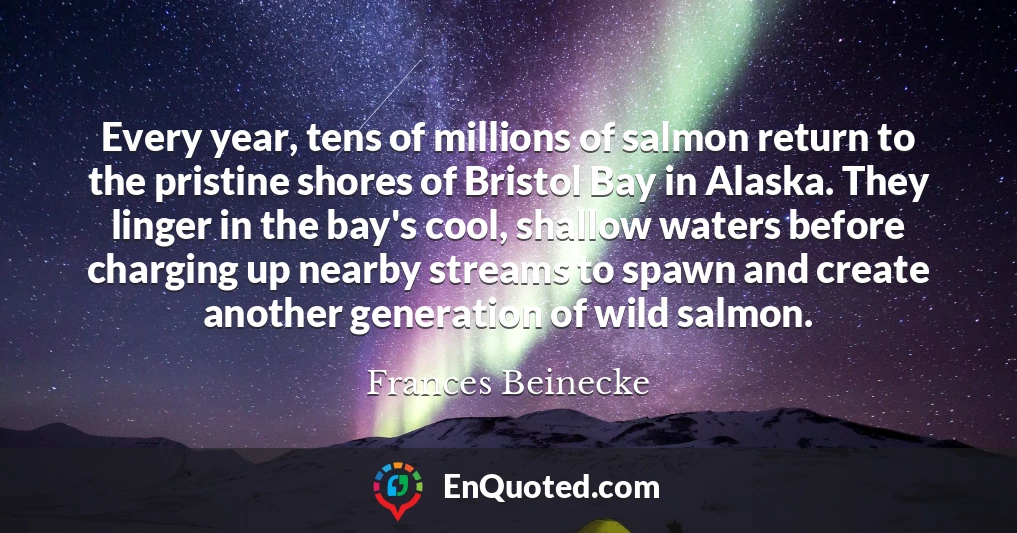 Every year, tens of millions of salmon return to the pristine shores of Bristol Bay in Alaska. They linger in the bay's cool, shallow waters before charging up nearby streams to spawn and create another generation of wild salmon.