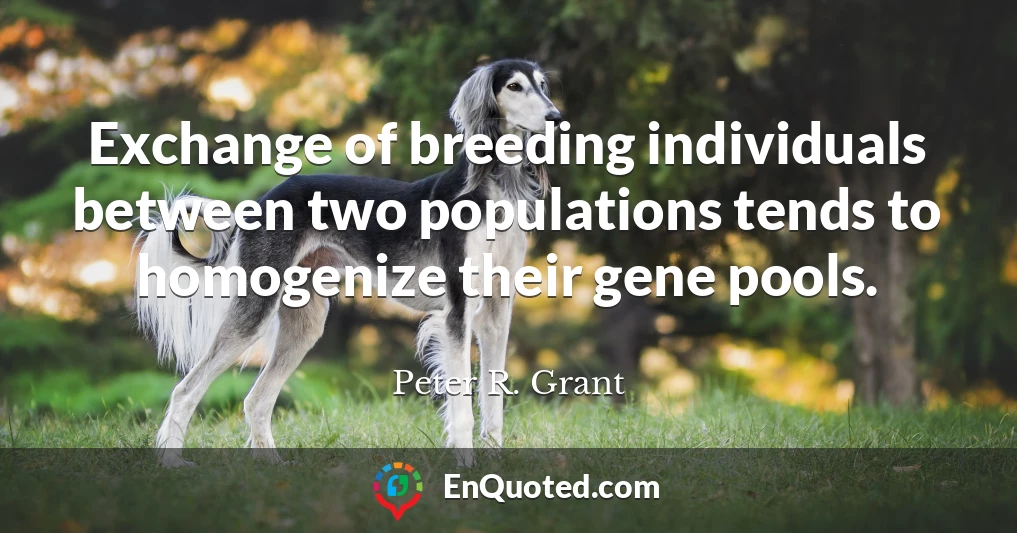 Exchange of breeding individuals between two populations tends to homogenize their gene pools.