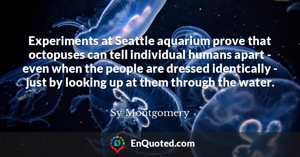 Experiments at Seattle aquarium prove that octopuses can tell individual humans apart - even when the people are dressed identically - just by looking up at them through the water.