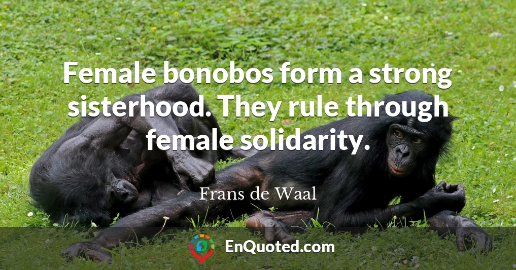 Female bonobos form a strong sisterhood. They rule through female solidarity.