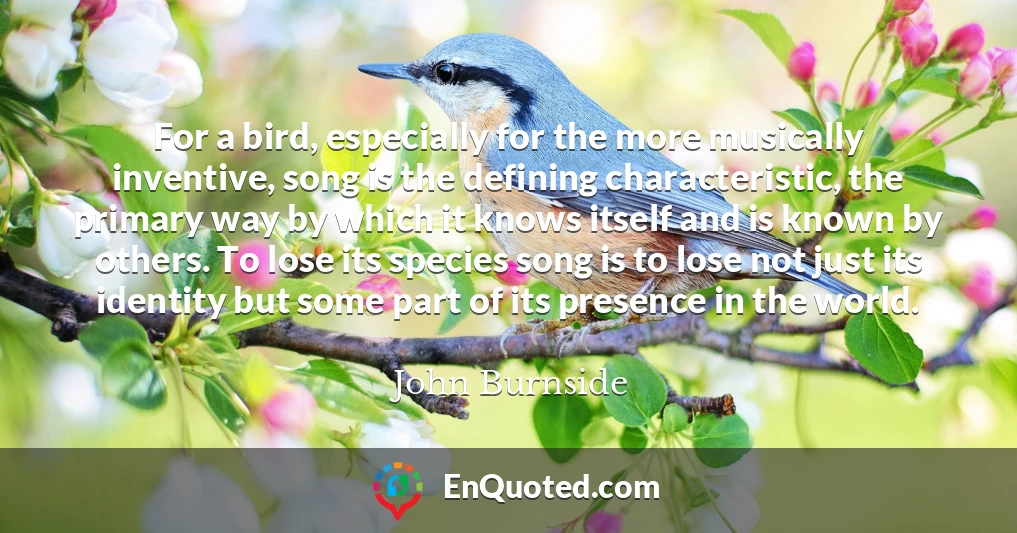 For a bird, especially for the more musically inventive, song is the defining characteristic, the primary way by which it knows itself and is known by others. To lose its species song is to lose not just its identity but some part of its presence in the world.