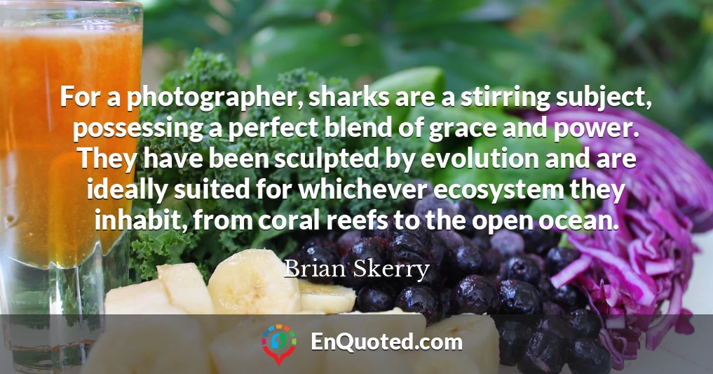 For a photographer, sharks are a stirring subject, possessing a perfect blend of grace and power. They have been sculpted by evolution and are ideally suited for whichever ecosystem they inhabit, from coral reefs to the open ocean.