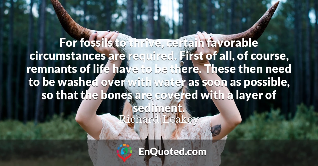 For fossils to thrive, certain favorable circumstances are required. First of all, of course, remnants of life have to be there. These then need to be washed over with water as soon as possible, so that the bones are covered with a layer of sediment.