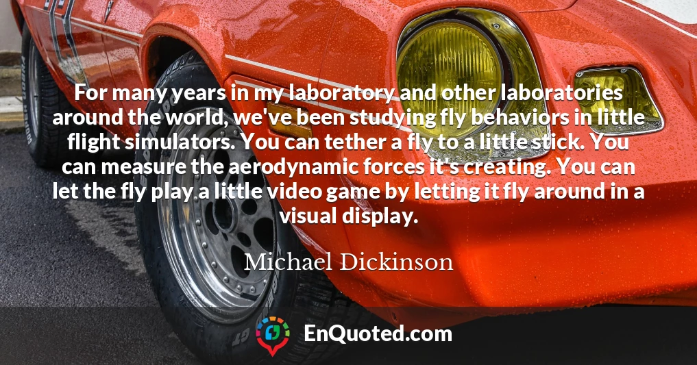 For many years in my laboratory and other laboratories around the world, we've been studying fly behaviors in little flight simulators. You can tether a fly to a little stick. You can measure the aerodynamic forces it's creating. You can let the fly play a little video game by letting it fly around in a visual display.