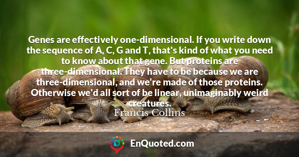 Genes are effectively one-dimensional. If you write down the sequence of A, C, G and T, that's kind of what you need to know about that gene. But proteins are three-dimensional. They have to be because we are three-dimensional, and we're made of those proteins. Otherwise we'd all sort of be linear, unimaginably weird creatures.