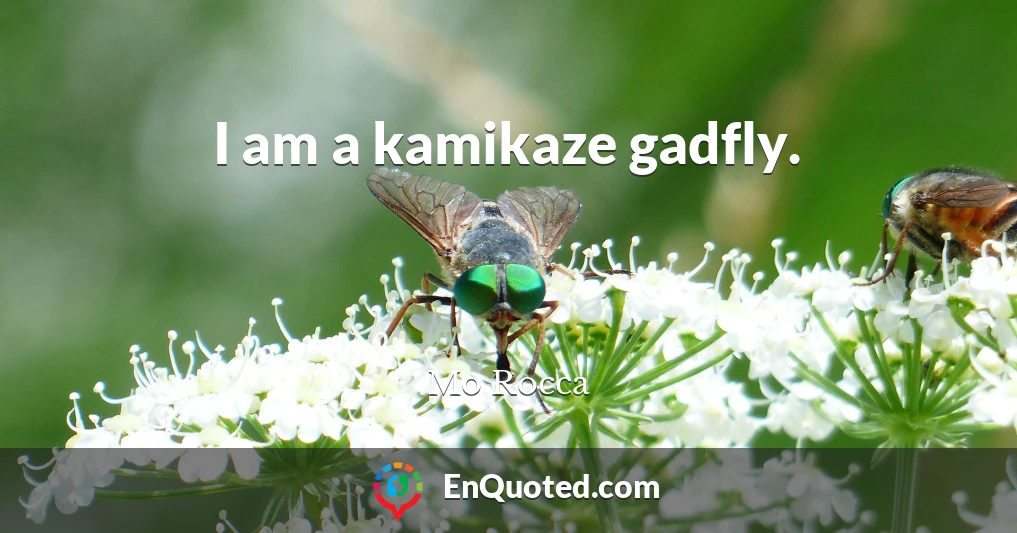 I am a kamikaze gadfly.