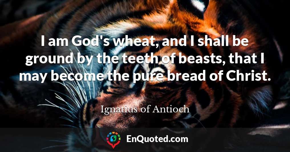 I am God's wheat, and I shall be ground by the teeth of beasts, that I may become the pure bread of Christ.